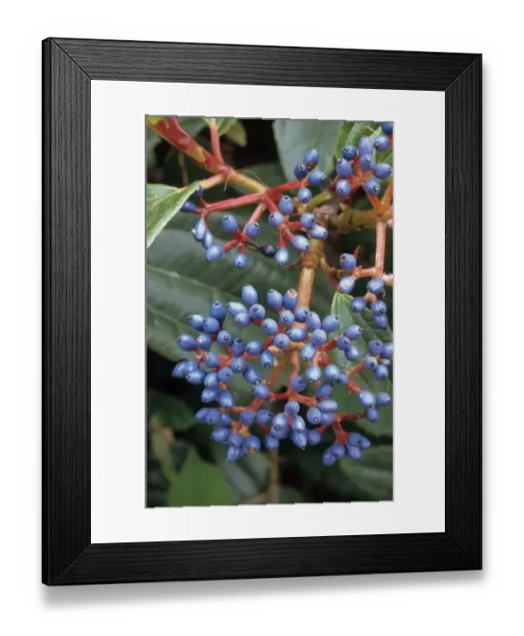 Framed Print : Davids Viburnum (Viburnum davidii) close-up of fruit, in garden, Cornwall, England Framed Print : Davids Viburnum (Viburnum davidii) close-up of fruit, in garden, Cornwall, England