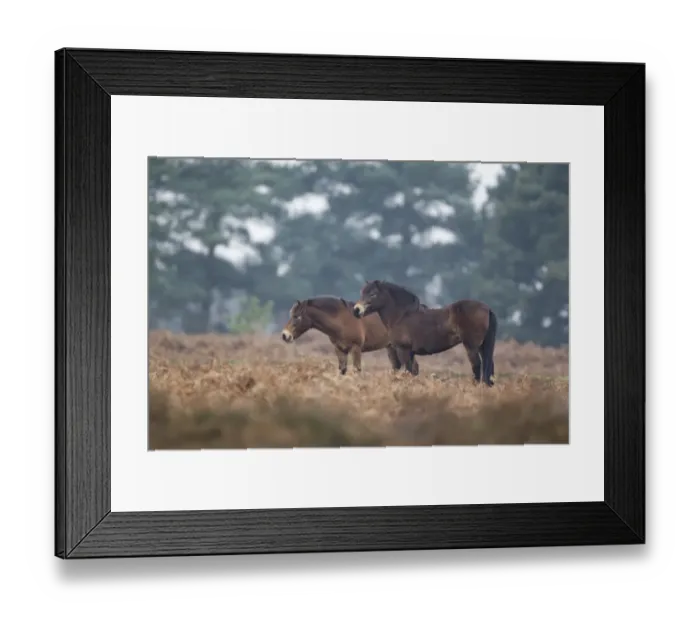 Framed Print : Exmoor Pony, two adults, standing in heathland, used for conservation grazing by Suffolk Wildlife Trust Framed Print : Exmoor Pony, two adults, standing in heathland, used for conservation grazing by Suffolk Wildlife Trust