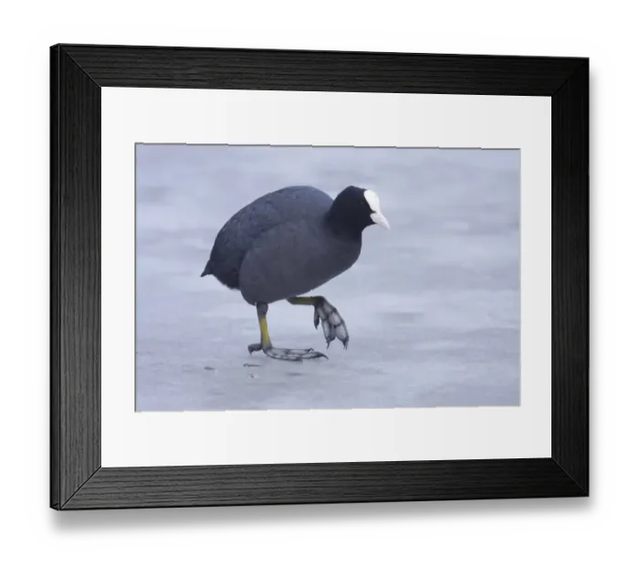 Framed Print : Common Coot (Fulica atra) adult, walking on surface of frozen lake, West Yorkshire, England, february Framed Print : Common Coot (Fulica atra) adult, walking on surface of frozen lake, West Yorkshire, England, february