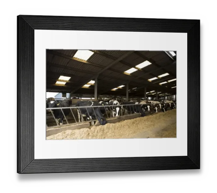 Framed Print : Dairy farming, Holstein Friesian cows, feeding at feed barrier in shed, Clitheroe, Lancashire, England, october Framed Print : Dairy farming, Holstein Friesian cows, feeding at feed barrier in shed, Clitheroe, Lancashire, England, october