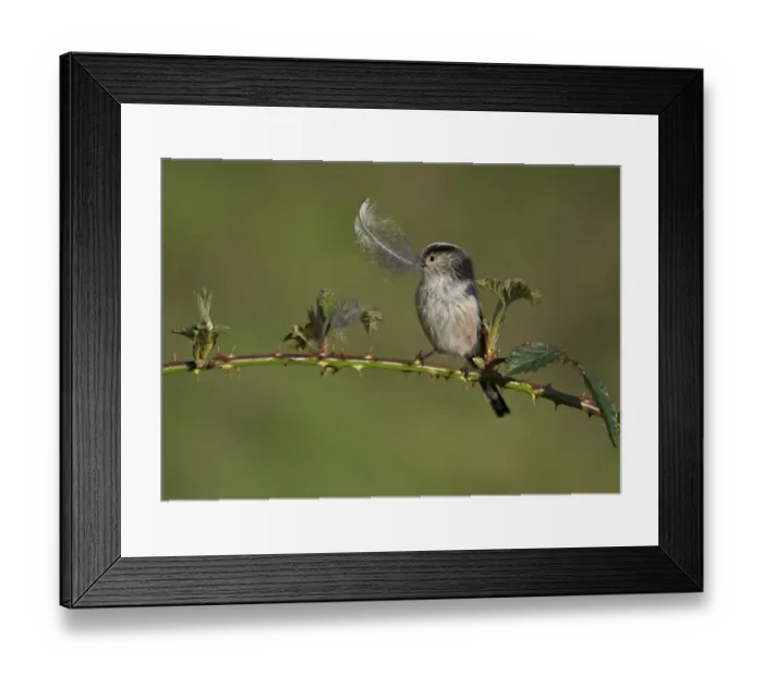 Framed Print : Long-tailed Tit (Aegithalos caudatus) adult, with feather in beak, collecting nesting material for lining nest