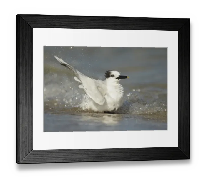 Framed Print : Sandwich Tern (Sterna sandvicensis) adult, winter plumage, bathing in sea on beach, Fort Lauderdale, Florida, U. S. A