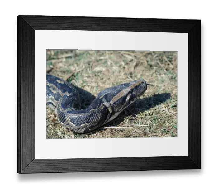 Framed Print : Snake - Python Indian (Python molurus) close-up of head  /  tongue out