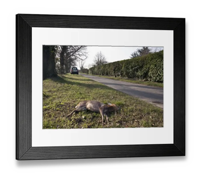 Framed Print : Chinese Muntjac road kill