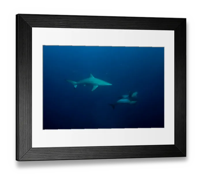 Framed Print : Blacktip Shark (Carcharhinus limbatus) and Long-beaked Common Dolphin (Delphinus capensis) adults
