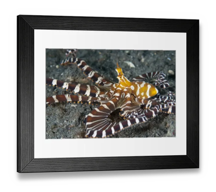 Framed Print : Wonderpus Octopus (Wunderpus photogenicus) adult, hunting with extended skirt, Lembeh Straits, Sulawesi, Sunda Islands Framed Print : Wonderpus Octopus (Wunderpus photogenicus) adult, hunting with extended skirt, Lembeh Straits, Sulawesi, Sunda Islands