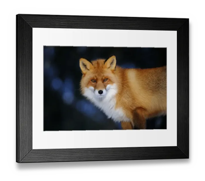 Framed Print : European Red Fox (Vulpes vulpes) adult, in winter coat, close-up of head, Norway, february (captive) Framed Print : European Red Fox (Vulpes vulpes) adult, in winter coat, close-up of head, Norway, february (captive)