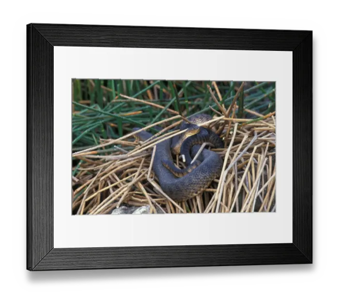 Framed Print : Green Water Snake (Nerodia cyclopion) Florida Race / mating Framed Print : Green Water Snake (Nerodia cyclopion) Florida Race / mating