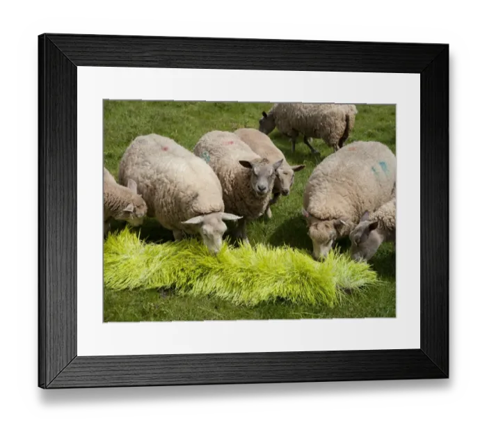 Framed Print : Domestic Sheep, ewes, flock feeding on Barley (Hordeum vulgare) hydroponic growing system crop of sprouted seedlings