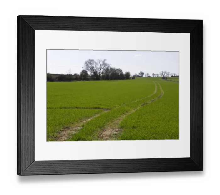 Framed Print : Tractor tram lines through winter wheat field, early spring time Framed Print : Tractor tram lines through winter wheat field, early spring time