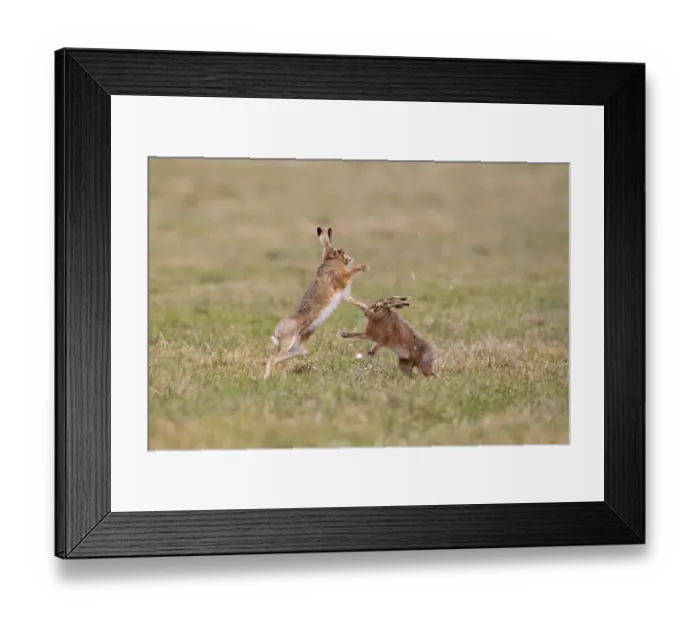 Framed Print : European Hare (Lepus europaeus) adult pair, boxing, female fighting off male in field, with fur being pulled out
