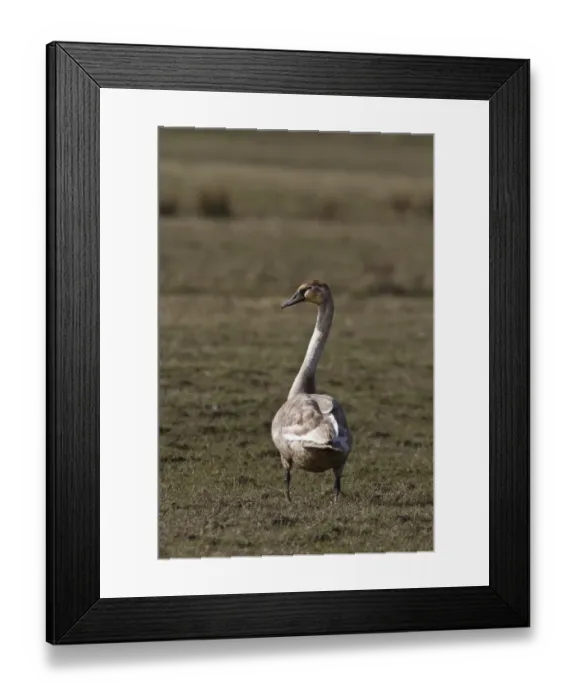 Framed Print : 1st winter Mute Swan on the Scottish island of Islay Framed Print : 1st winter Mute Swan on the Scottish island of Islay