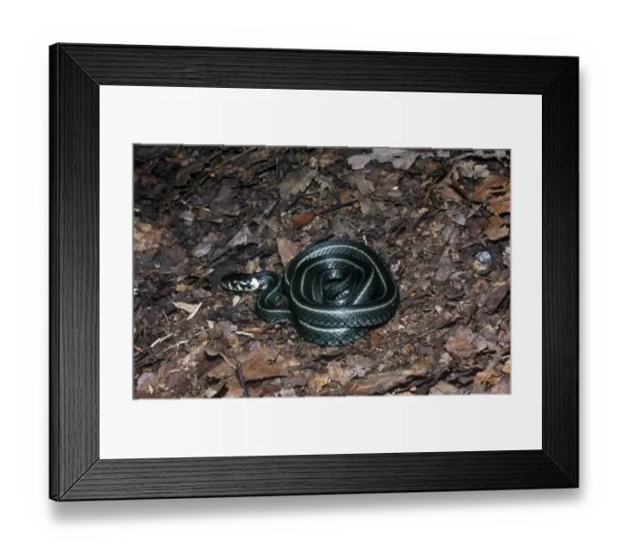 Framed Print : The Alpine race of Aspic Viper, just started to shed skiin Framed Print : The Alpine race of Aspic Viper, just started to shed skiin