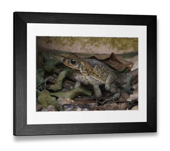 Framed Print : Cane Toad (Rhinella marinus) introduced species, adult, foraging in garden, Linstead, Jamaica, april Framed Print : Cane Toad (Rhinella marinus) introduced species, adult, foraging in garden, Linstead, Jamaica, april