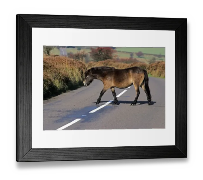 Framed Print : Exmoor Pony, adult, walking across road, Exmoor N. P. Somerset, England Framed Print : Exmoor Pony, adult, walking across road, Exmoor N. P. Somerset, England