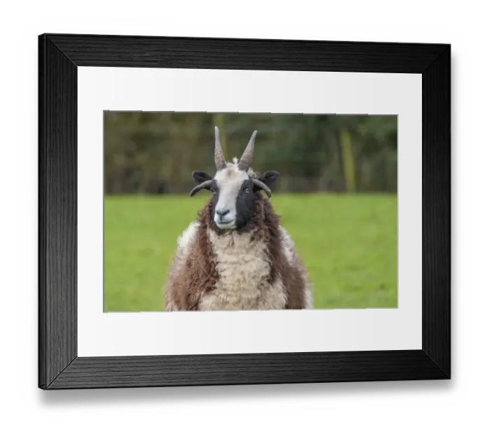 Framed Print : Domestic Sheep, Jacob Sheep, ewe, close-up of head, Longridge, Lancashire, England, march