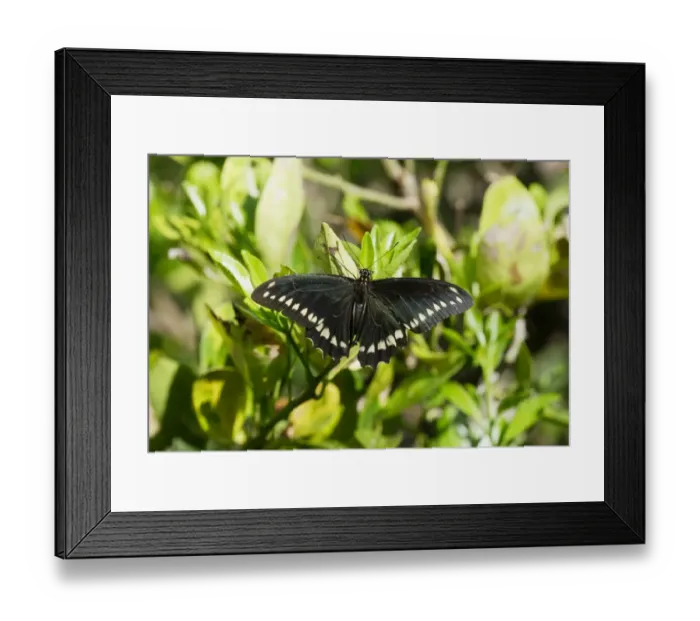 Framed Print : Gold Rim Swallowtail (Battus polydamas jamaicensis) adult, sunning on leaf, Linstead, Jamaica, april Framed Print : Gold Rim Swallowtail (Battus polydamas jamaicensis) adult, sunning on leaf, Linstead, Jamaica, april