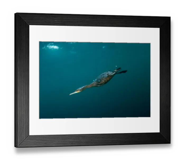 Framed Print : Cape Cormorant (Phalacrocorax capensis) adult, diving underwater to feed on baitball school of small bait fish Framed Print : Cape Cormorant (Phalacrocorax capensis) adult, diving underwater to feed on baitball school of small bait fish