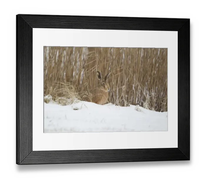 Framed Print : European Hare (Lepus europaeus) adult, sitting on snow at edge of reedbed, Suffolk, England, february Framed Print : European Hare (Lepus europaeus) adult, sitting on snow at edge of reedbed, Suffolk, England, february