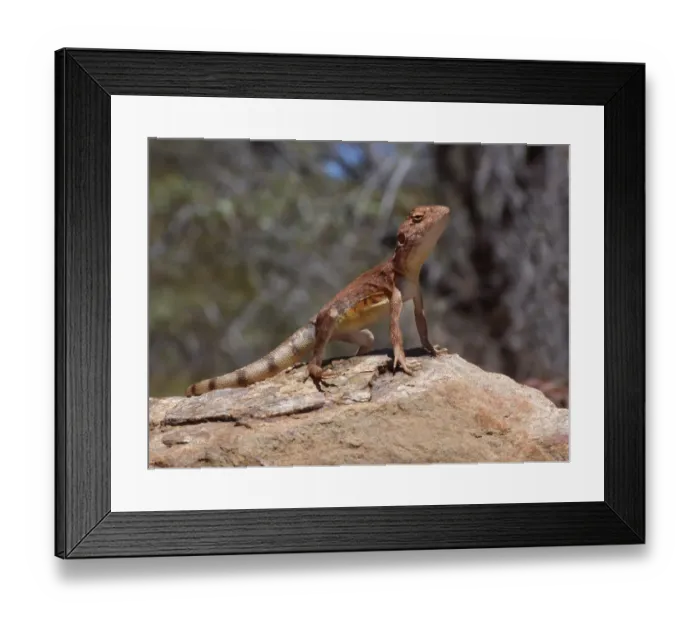 Framed Print : Pebble Dragon (Tympanocryptis cephalus) adult male, standing on rock, with hind foot raised to keep cool