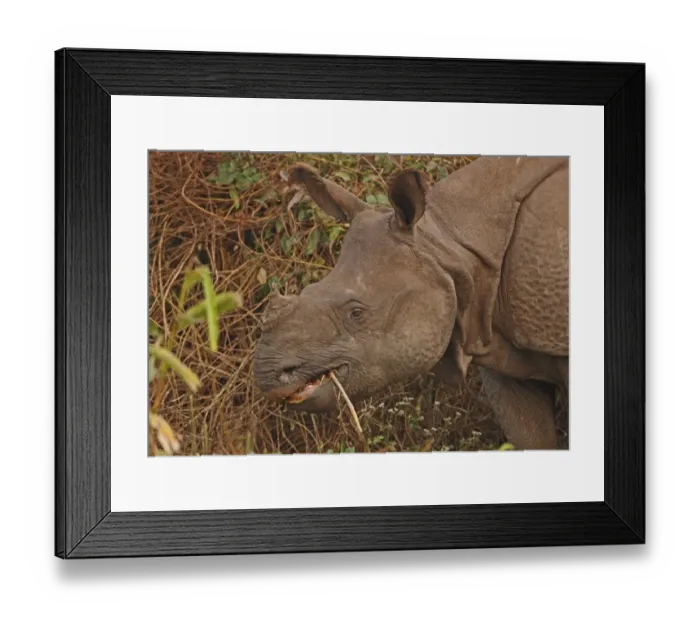 Framed Print : Indian Rhinoceros (Rhinoceros unicornis) adult, close-up of head, feeding, Kaziranga N. P. Assam, India, january Framed Print : Indian Rhinoceros (Rhinoceros unicornis) adult, close-up of head, feeding, Kaziranga N. P. Assam, India, january