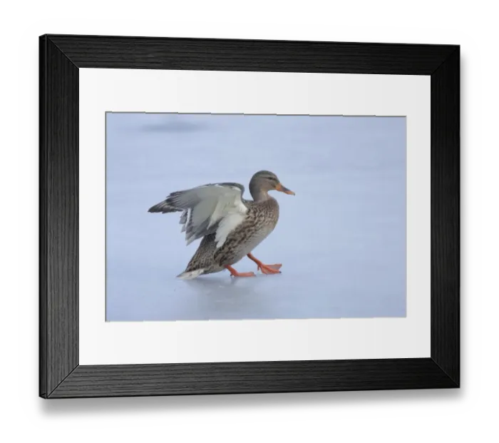 Framed Print : Mallard Duck (Anas platyrhynchos) adult female, landing on surface of frozen lake, West Yorkshire, England, february Framed Print : Mallard Duck (Anas platyrhynchos) adult female, landing on surface of frozen lake, West Yorkshire, England, february
