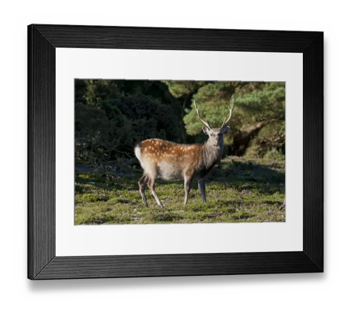 Framed Print : Sika Deer (Cervus nippon) introduced species, stag, standing on heathland, Arne RSPB Reserve, Dorset, England, august