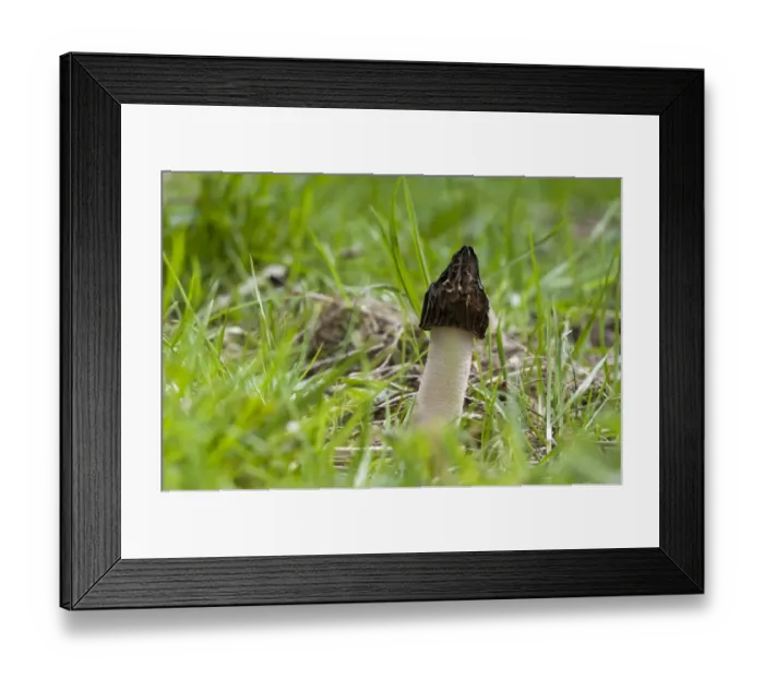 Framed Print : Half-free Morel (Mitrophora semilibera) fruiting body, growing in grass, Rutland Water, Leicestershire, England, april Framed Print : Half-free Morel (Mitrophora semilibera) fruiting body, growing in grass, Rutland Water, Leicestershire, England, april