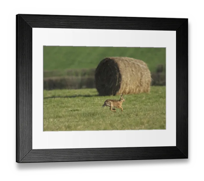 Framed Print : European Hare (Lepus europaeus) adult, running in field with round bale, West Yorkshire, England, march Framed Print : European Hare (Lepus europaeus) adult, running in field with round bale, West Yorkshire, England, march
