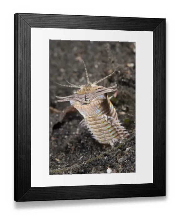 Framed Print : Bobbit Worm (Eunice sp. ) adult, buried in sand, Lembeh Straits, Sulawesi, Sunda Islands, Indonesia Framed Print : Bobbit Worm (Eunice sp. ) adult, buried in sand, Lembeh Straits, Sulawesi, Sunda Islands, Indonesia