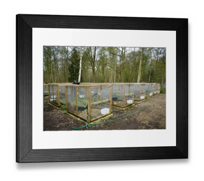 Framed Print : Water Vole (Arvicola terrestris) cages, housing voles trapped at Crossness Nature Reserve whilst new habitat is built Framed Print : Water Vole (Arvicola terrestris) cages, housing voles trapped at Crossness Nature Reserve whilst new habitat is built