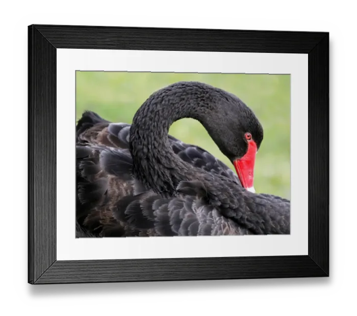 Framed Print : Black Swan (Cygnus atratus) adult, close-up of head and neck, Perth, Western Australia, Australia Framed Print : Black Swan (Cygnus atratus) adult, close-up of head and neck, Perth, Western Australia, Australia