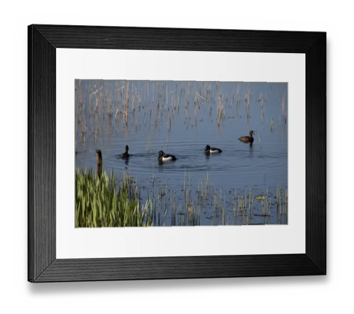 Framed Print : two pairs of Tufted ducks swimming near new growth of reeds - Minsmere, Suffolk Framed Print : two pairs of Tufted ducks swimming near new growth of reeds - Minsmere, Suffolk