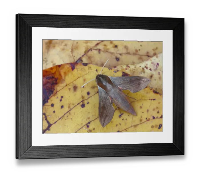 Framed Print : Hippotion Sphinx Moth (Hippotion boerhaviae) adult, roosting on leaf litter, Western Australia, Australia Framed Print : Hippotion Sphinx Moth (Hippotion boerhaviae) adult, roosting on leaf litter, Western Australia, Australia