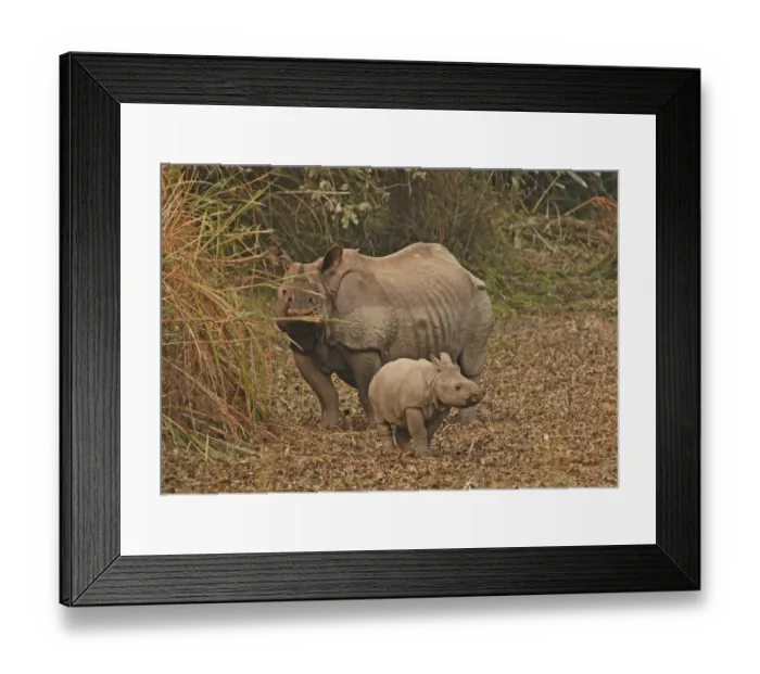 Framed Print : Indian Rhinoceros (Rhinoceros unicornis) adult female with calf, feeding, Kaziranga N. P. Assam, India, january Framed Print : Indian Rhinoceros (Rhinoceros unicornis) adult female with calf, feeding, Kaziranga N. P. Assam, India, january