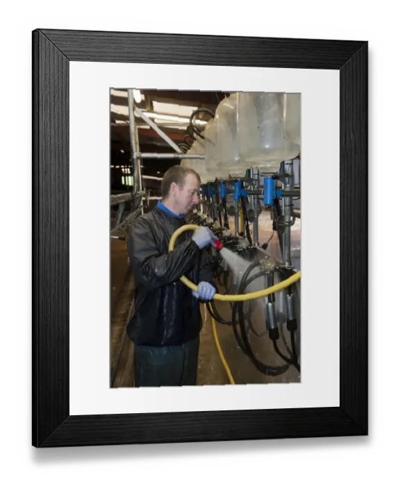 Framed Print : Dairy farmer cleaning out milking parlour with hose after milking, England, november Framed Print : Dairy farmer cleaning out milking parlour with hose after milking, England, november