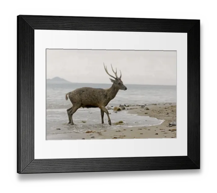 Framed Print : Flores Rusa (Rusa timorensis floresiensis) adult male, walking in tideline on beach, Komodo N. P
