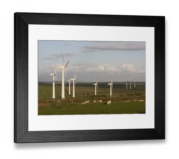 Framed Print : Wind turbines on windfarm, with sheep grazing in foreground, between Mynydd Mechell and Llanddeusant, Anglesey, Wales Framed Print : Wind turbines on windfarm, with sheep grazing in foreground, between Mynydd Mechell and Llanddeusant, Anglesey, Wales