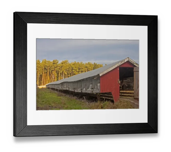 Framed Print : Fox farming, Arctic Foxes (Alopex lagopus) caged in rearing shed on fox fur farm, Finland, november Framed Print : Fox farming, Arctic Foxes (Alopex lagopus) caged in rearing shed on fox fur farm, Finland, november