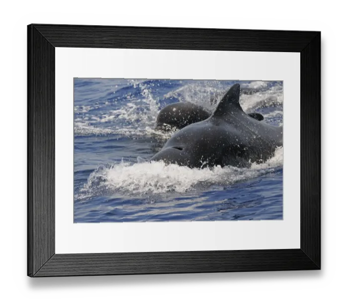 Framed Print : Short-finned Pilot Whale (Globicephala macrorhynchus) adult male, aggressive, surfacing from water, Maldives, march