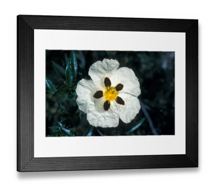 Framed Print : Cistus Ladanifer Close up of flower
