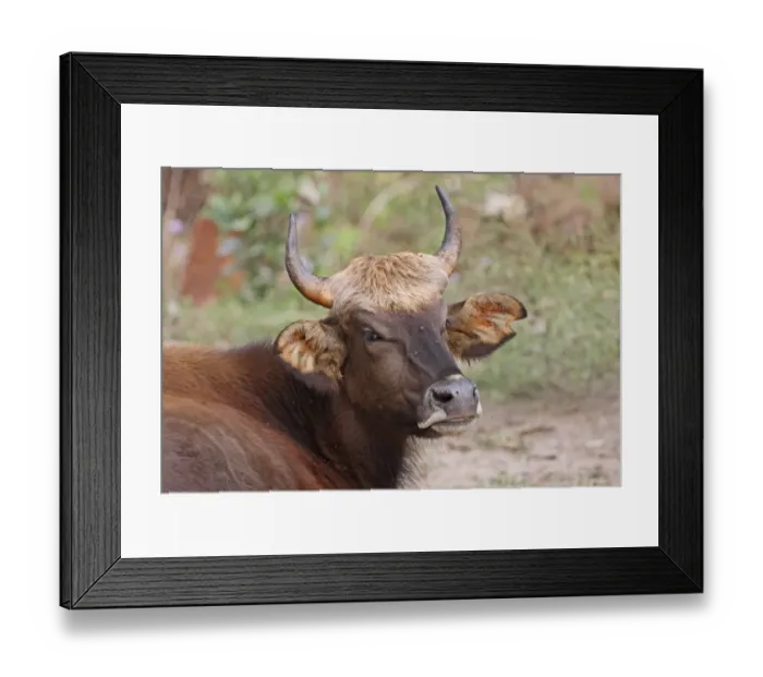Framed Print : Gaur (Bos gaurus gaurus) immature, close-up of head, being bothered by flies, Nameri, Assam, India, january Framed Print : Gaur (Bos gaurus gaurus) immature, close-up of head, being bothered by flies, Nameri, Assam, India, january