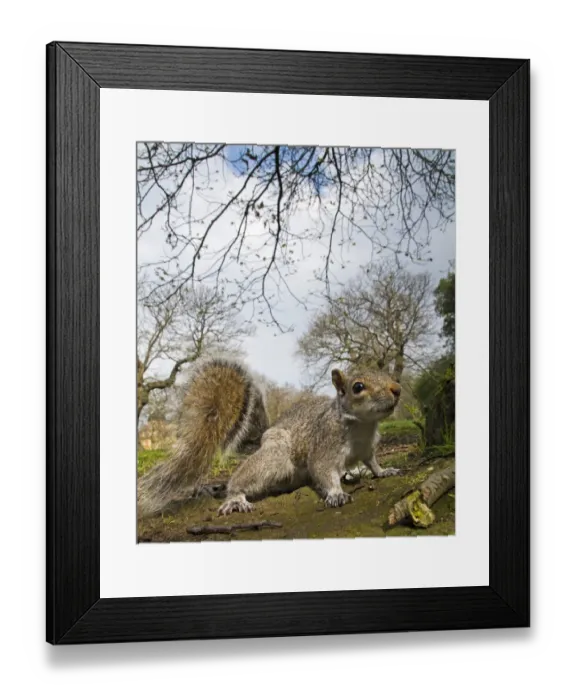Framed Print : Eastern Grey Squirrel (Sciurus carolinensis) introduced species, adult, standing on ground in city parkland Framed Print : Eastern Grey Squirrel (Sciurus carolinensis) introduced species, adult, standing on ground in city parkland