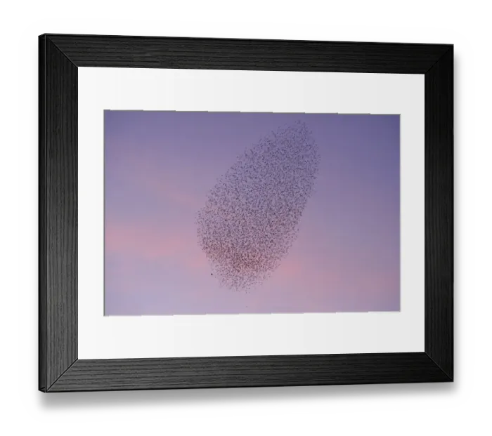 Framed Print : Common Starling (Sturnus vulgaris) flock, in roosting flight at sunset, grouping caused by presence of Peregrine Falcon Framed Print : Common Starling (Sturnus vulgaris) flock, in roosting flight at sunset, grouping caused by presence of Peregrine Falcon