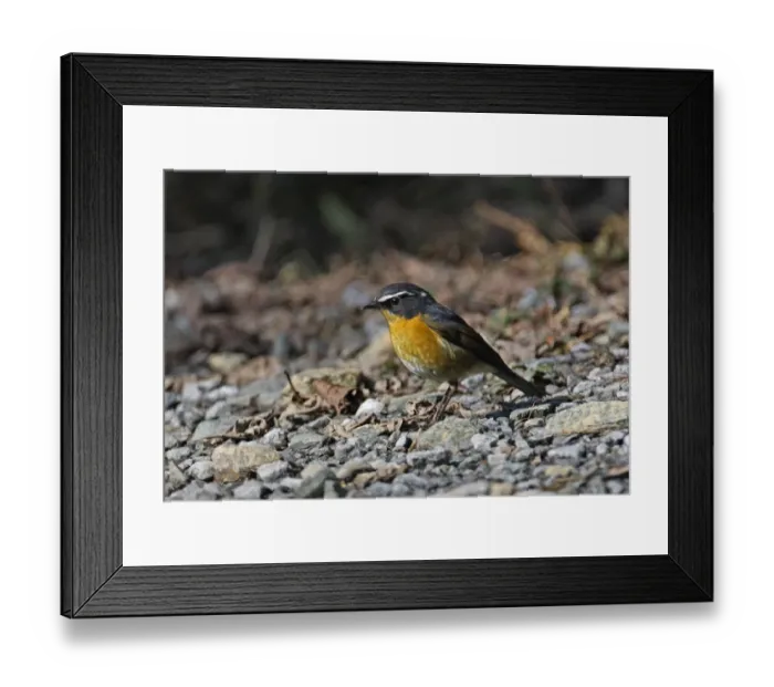 Framed Print : White-browed Bush-robin (Tarsiger indicus indicus) adult male, standing on road, Eaglenest Wildlife Sanctuary