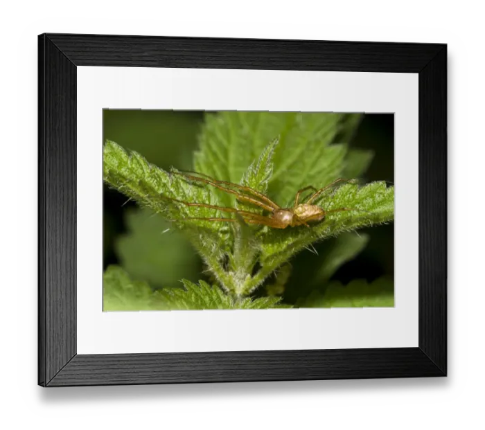 Framed Print : Lesser Garden Spider (Metellina segmentata) adult, straddling Stinging Nettle (Urtica dioica) leaves, Brede High Woods Framed Print : Lesser Garden Spider (Metellina segmentata) adult, straddling Stinging Nettle (Urtica dioica) leaves, Brede High Woods