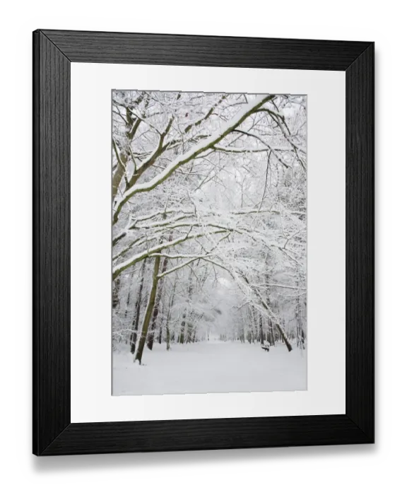 Framed Print : Snow covered deciduous woodland habitat, Brentwood, Essex, England, february Framed Print : Snow covered deciduous woodland habitat, Brentwood, Essex, England, february