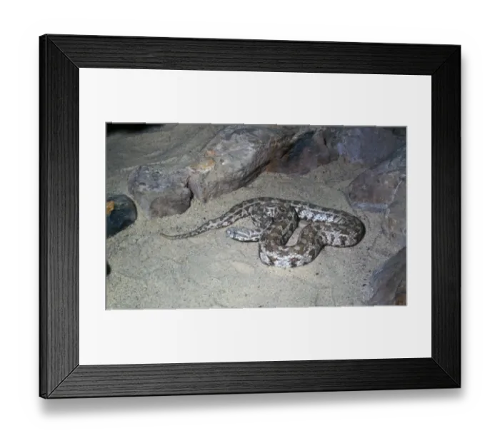 Framed Print : Daudins Viper or blunt-nosed viper