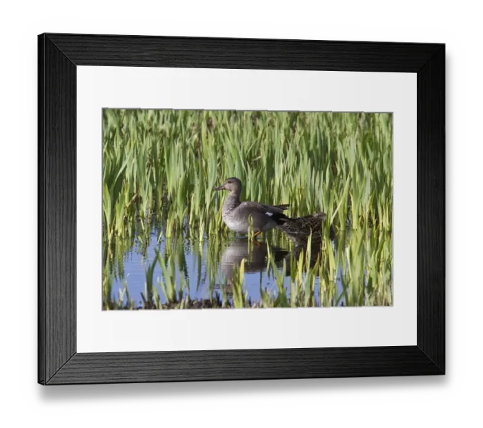 Framed Print : Gadwell pair in young reed Framed Print : Gadwell pair in young reed
