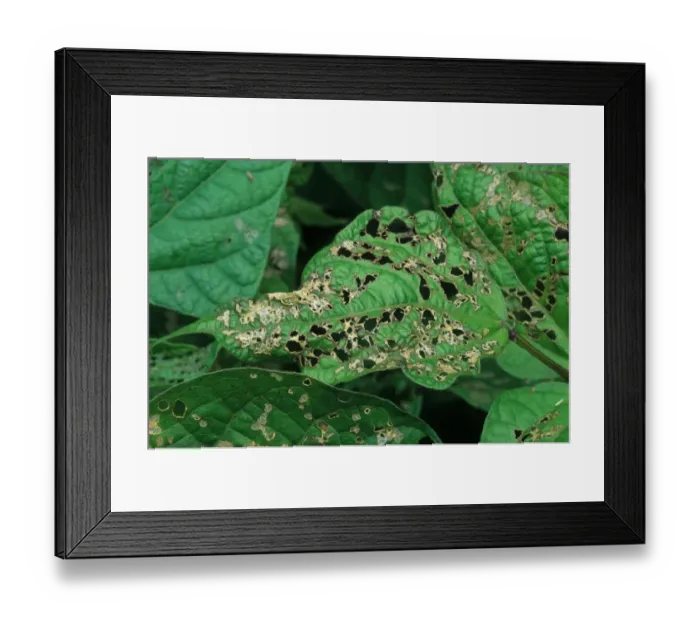 Framed Print : Mexican Bean Beetle (Epilachna varivestis) feeding damage, skeletonized leaf, agricultural pest, U. S. A Framed Print : Mexican Bean Beetle (Epilachna varivestis) feeding damage, skeletonized leaf, agricultural pest, U. S. A